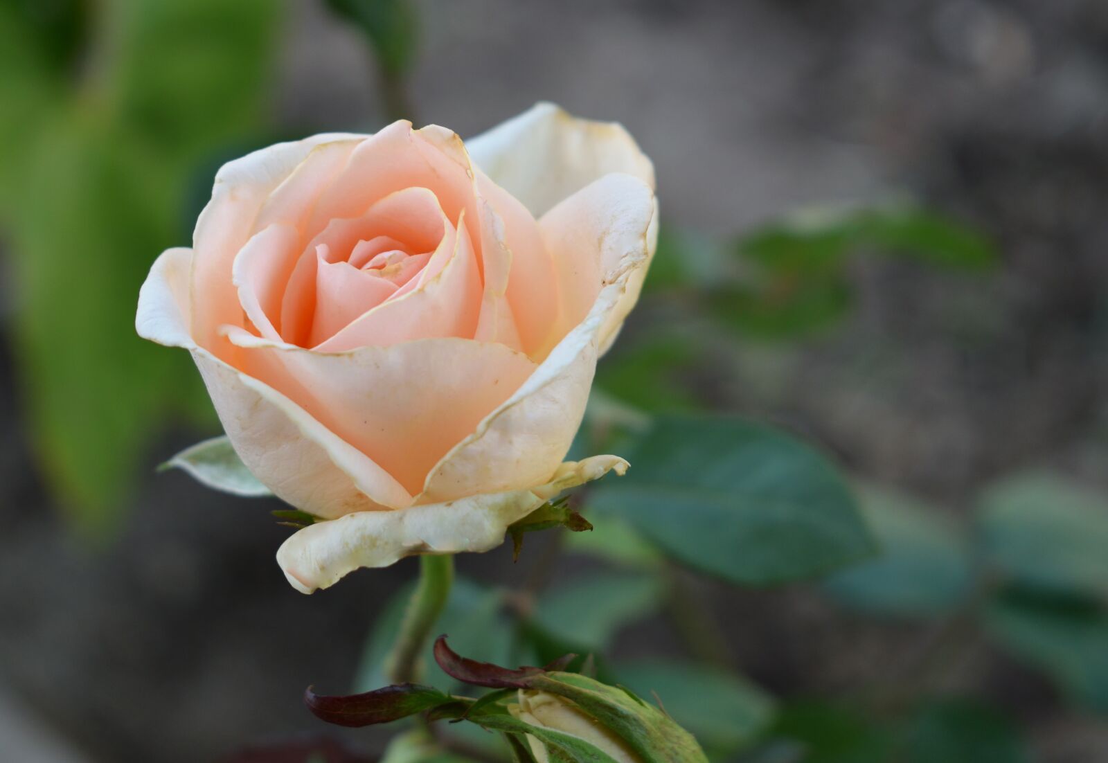 Nikon D5300 sample photo. Rosa, flower, garden photography