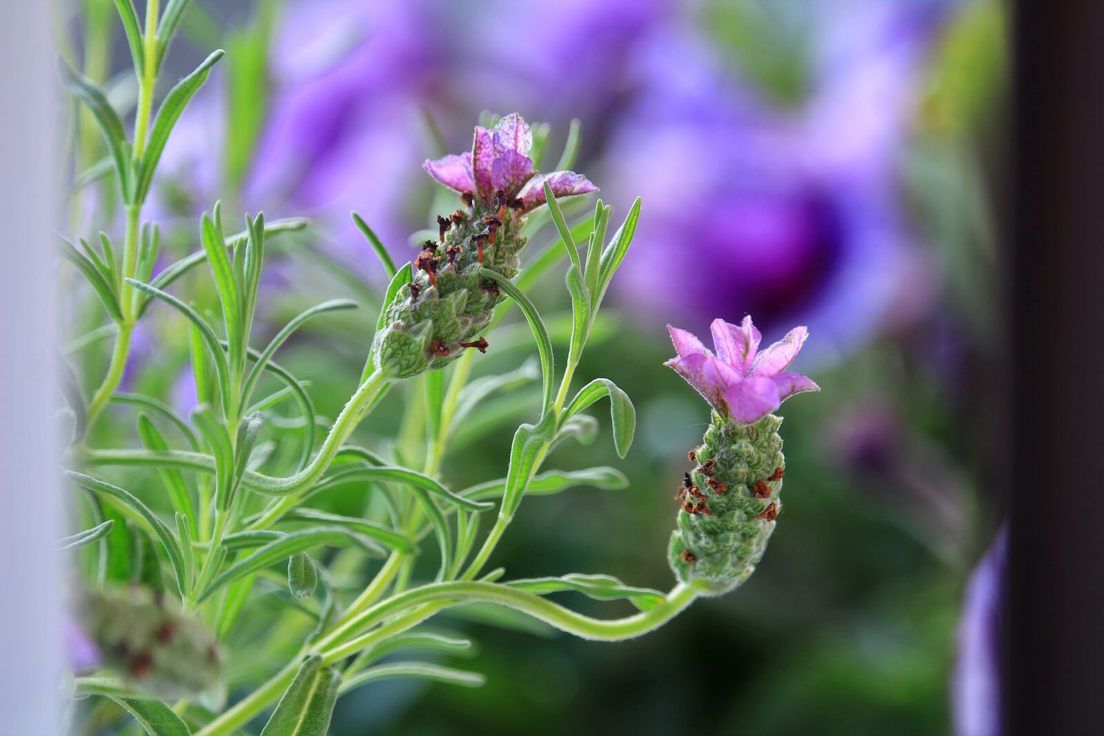 Canon EF-S 55-250mm F4-5.6 IS STM sample photo. Lavender, blossom, colors photography