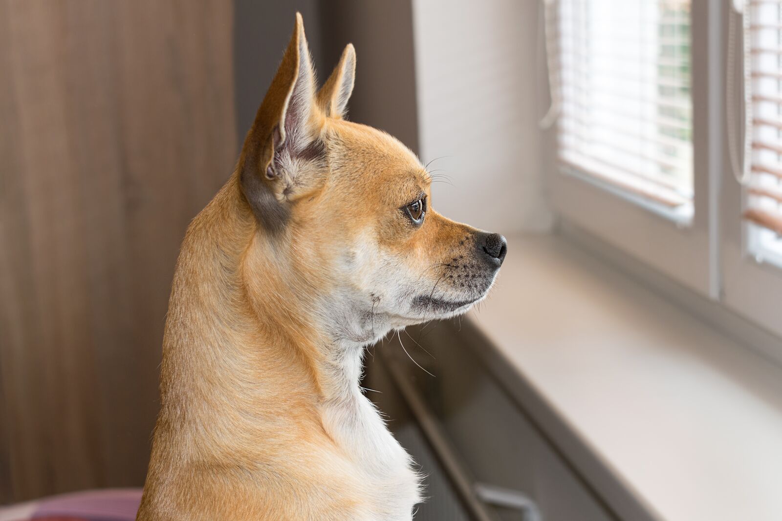 Nikon D3300 sample photo. Dog, friend, animal photography