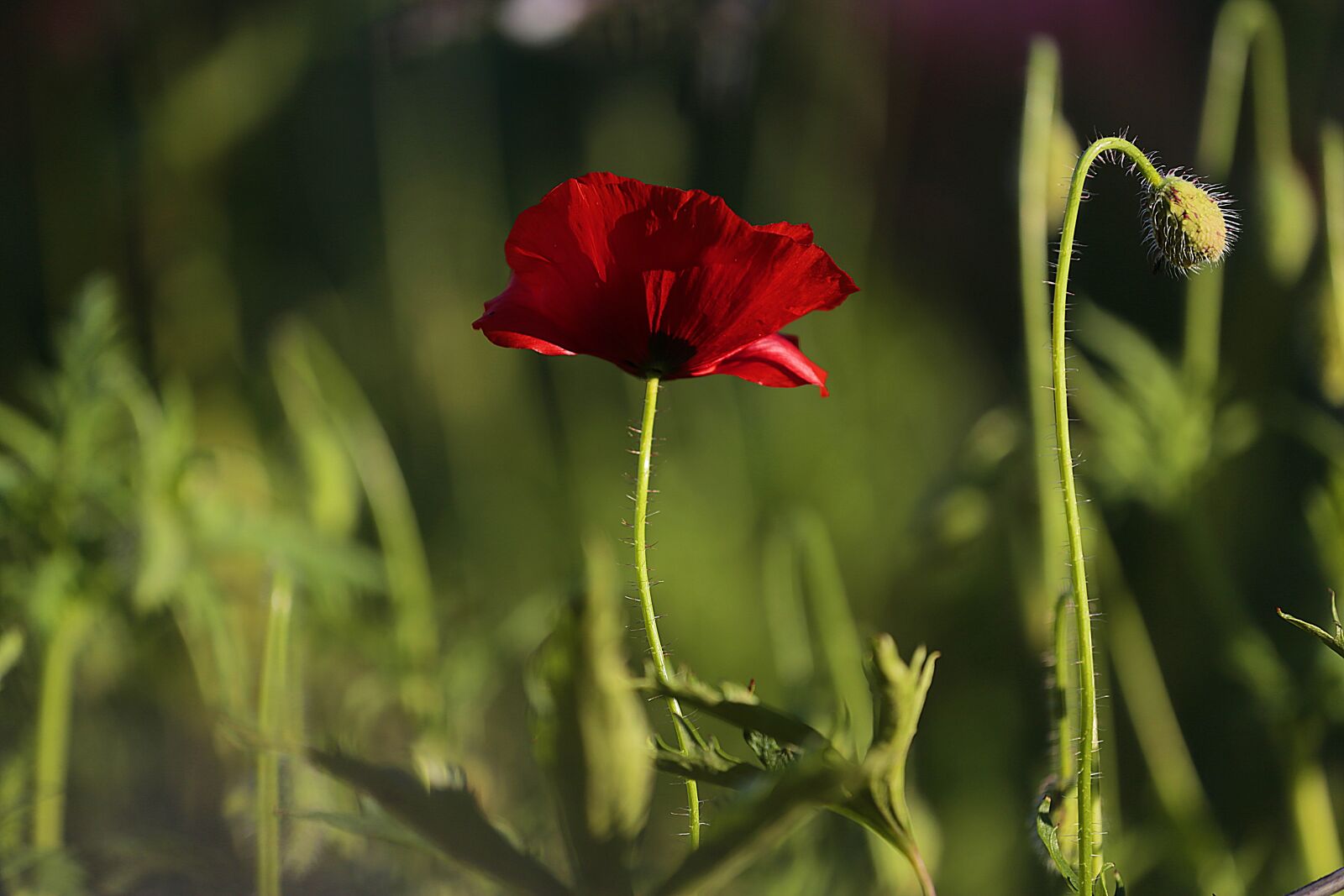 Canon EOS 6D sample photo. Mack, flower, summer flowers photography