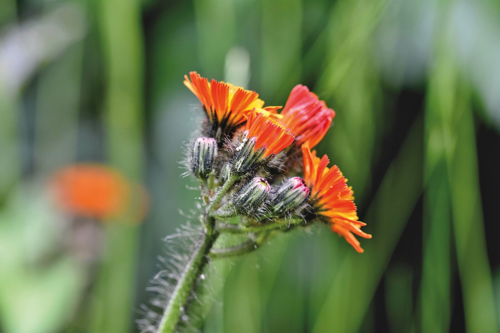 Nikon D7200 sample photo. Orange red hawkweed, composites photography