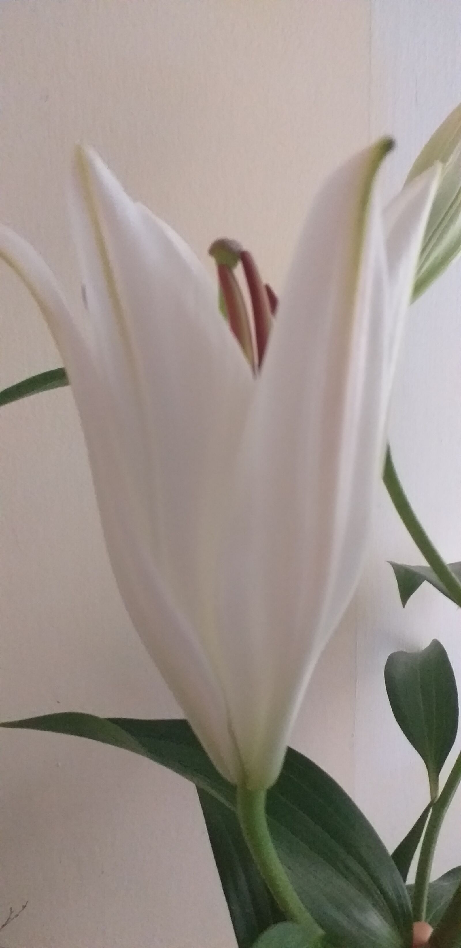 Samsung Galaxy J4+ sample photo. Lily, nature, bloom photography