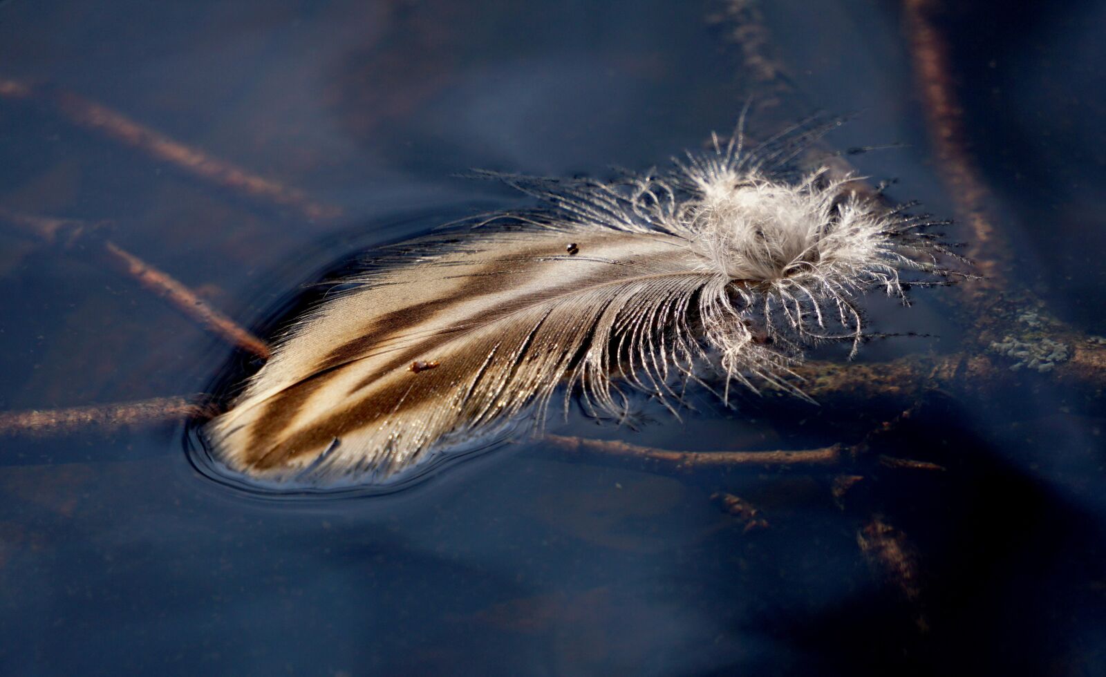 Sony E 55-210mm F4.5-6.3 OSS sample photo. Feather, slightly, floats photography