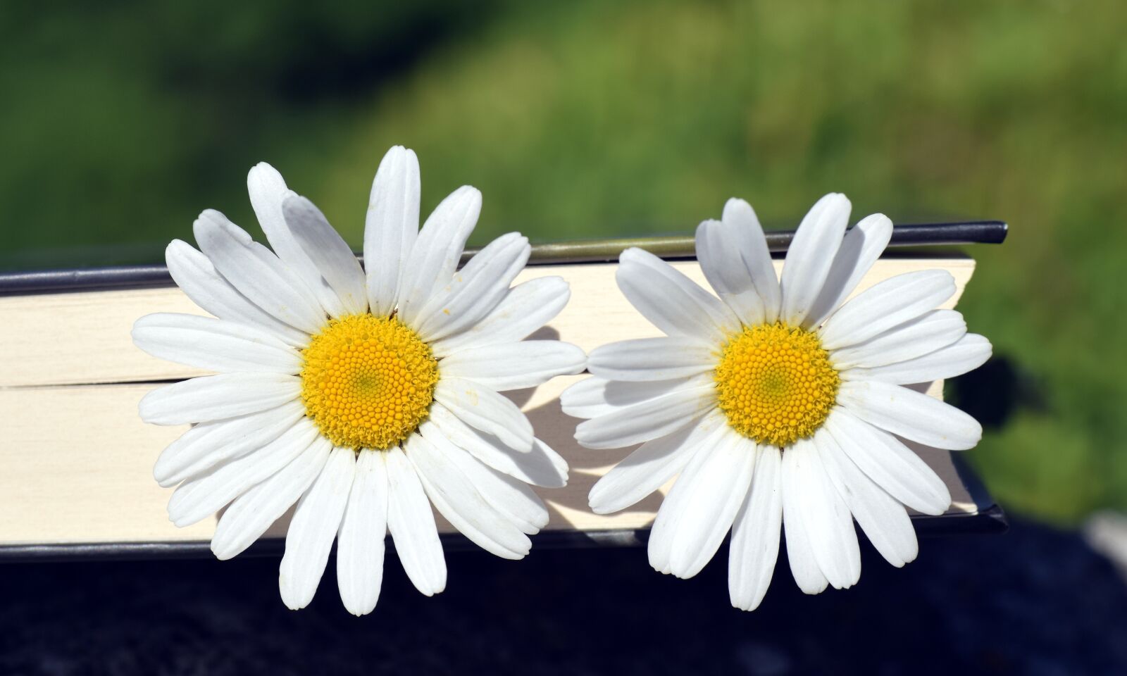 Nikon D3300 sample photo. Marguerite, flower, white photography