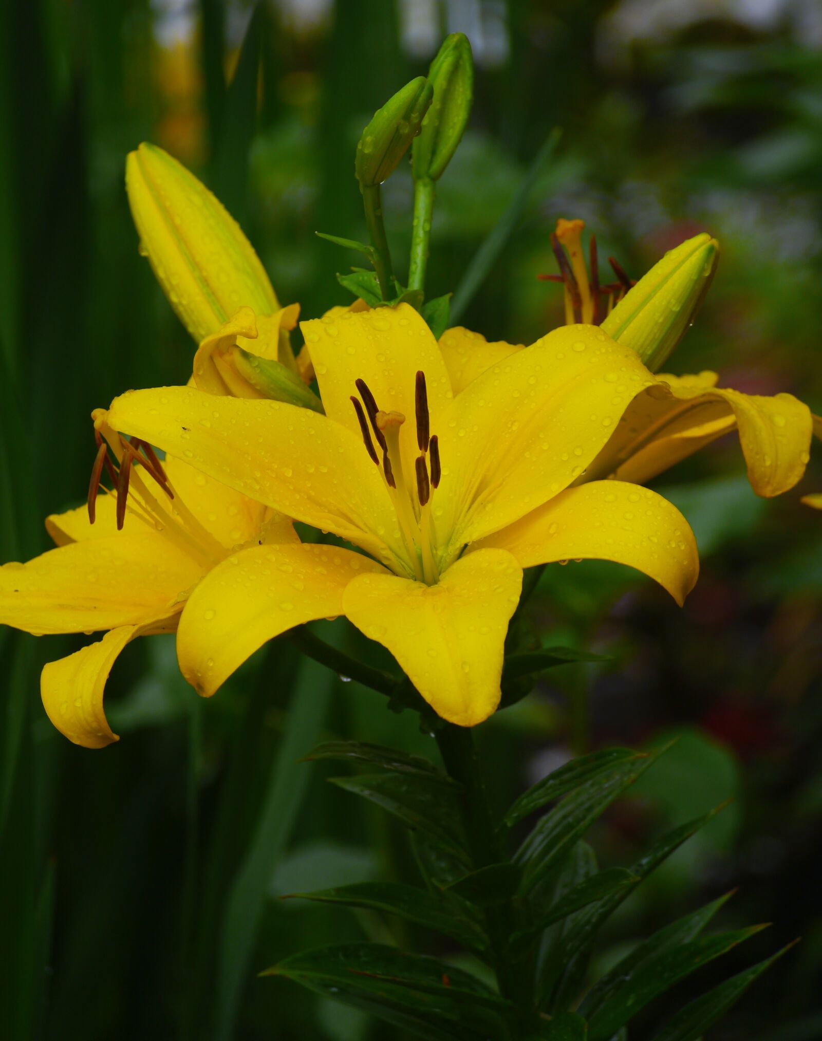 Panasonic Lumix DMC-GX1 sample photo. Yuri, lily, yellow photography