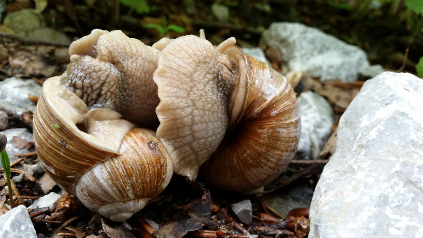 Samsung Galaxy S5 sample photo. Snails, love, mating photography