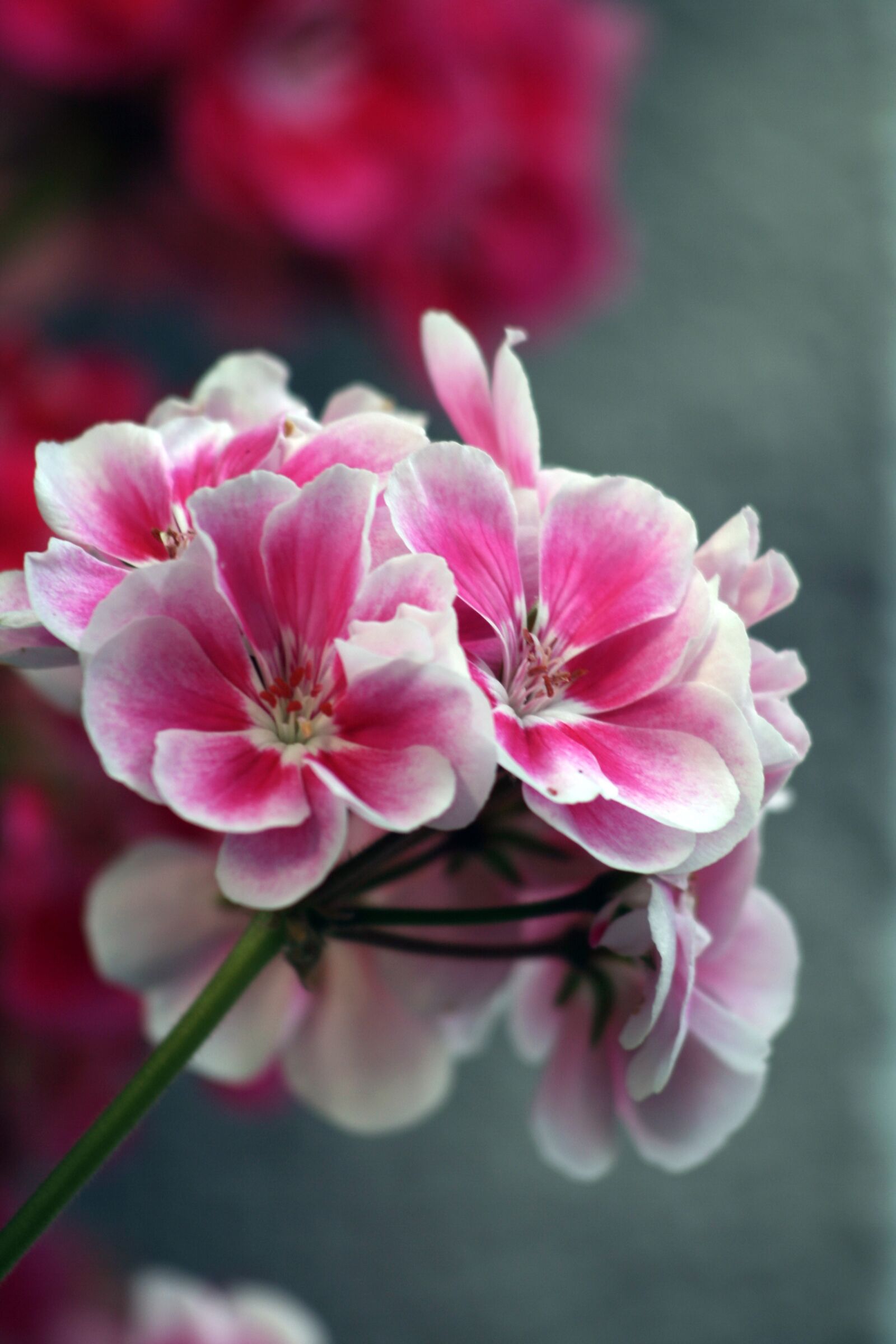 Canon EOS 350D (EOS Digital Rebel XT / EOS Kiss Digital N) sample photo. Geranium, flower, ornamental plant photography