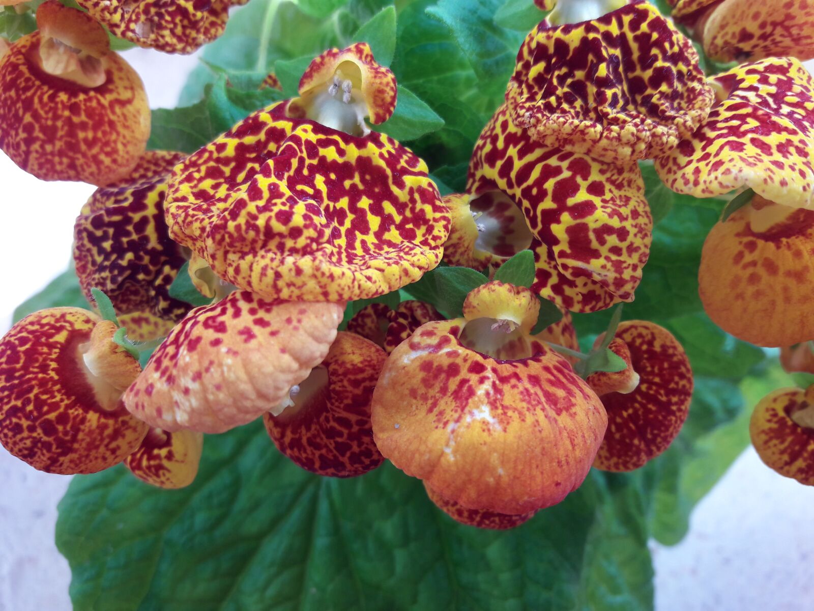 Samsung Galaxy A5(2016) sample photo. Kalceolaria, calceolaria, flower photography