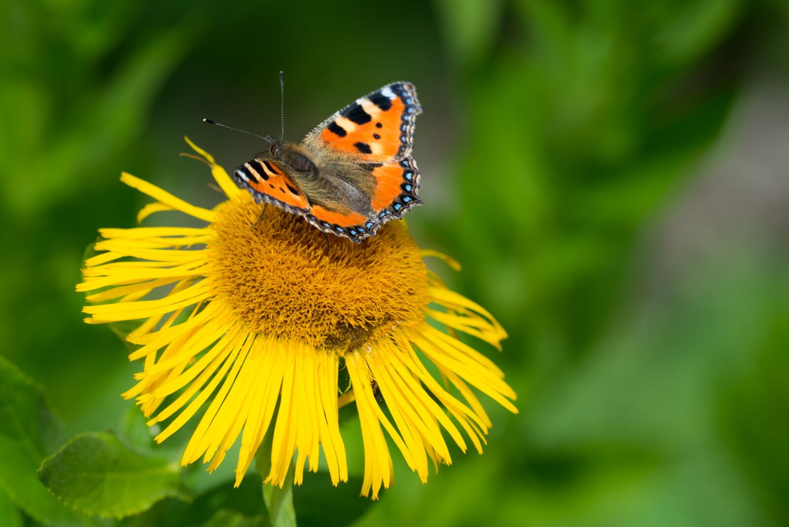 Nikon D800 sample photo. Butterfly, little fox, blossom photography