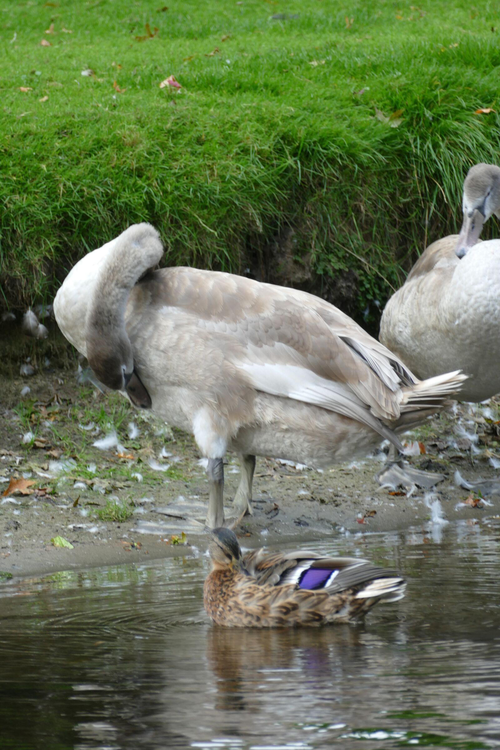 Panasonic Lumix DMC-FZ1000 sample photo. Swan, cygnus cygnus, young photography