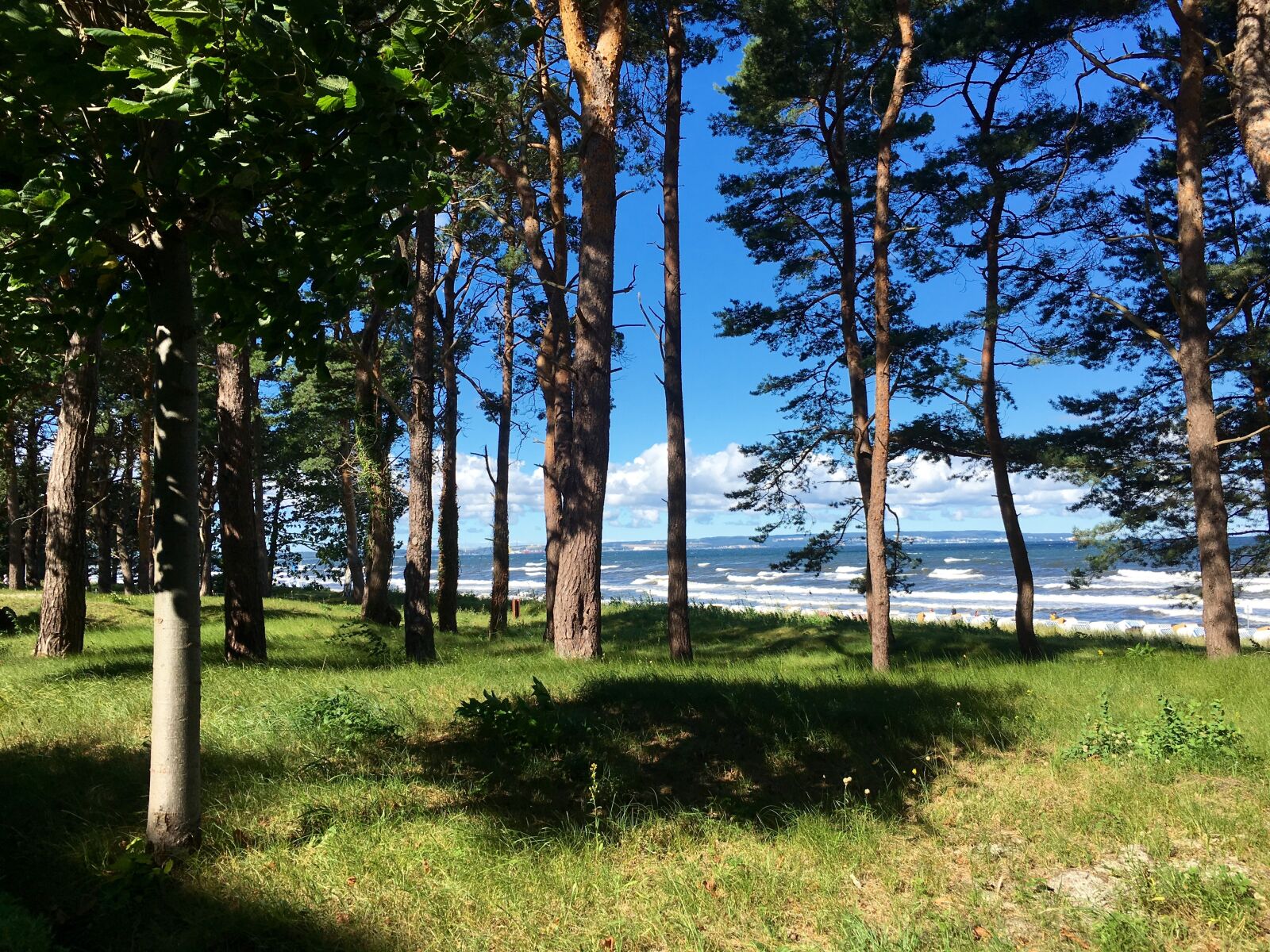 Apple iPhone 6s Plus sample photo. Sea, forest, lan photography