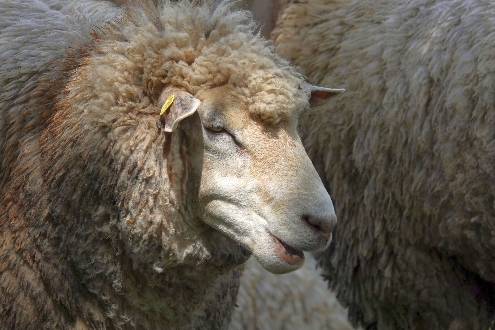 Sony Cyber-shot DSC-RX10 IV sample photo. Sheep, sheep portrait, sheepshead photography