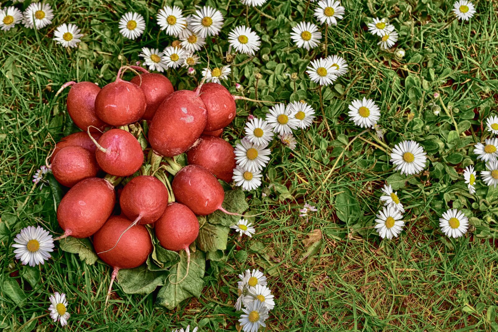 Nikon D7200 sample photo. Radishes, radish, vegetables photography