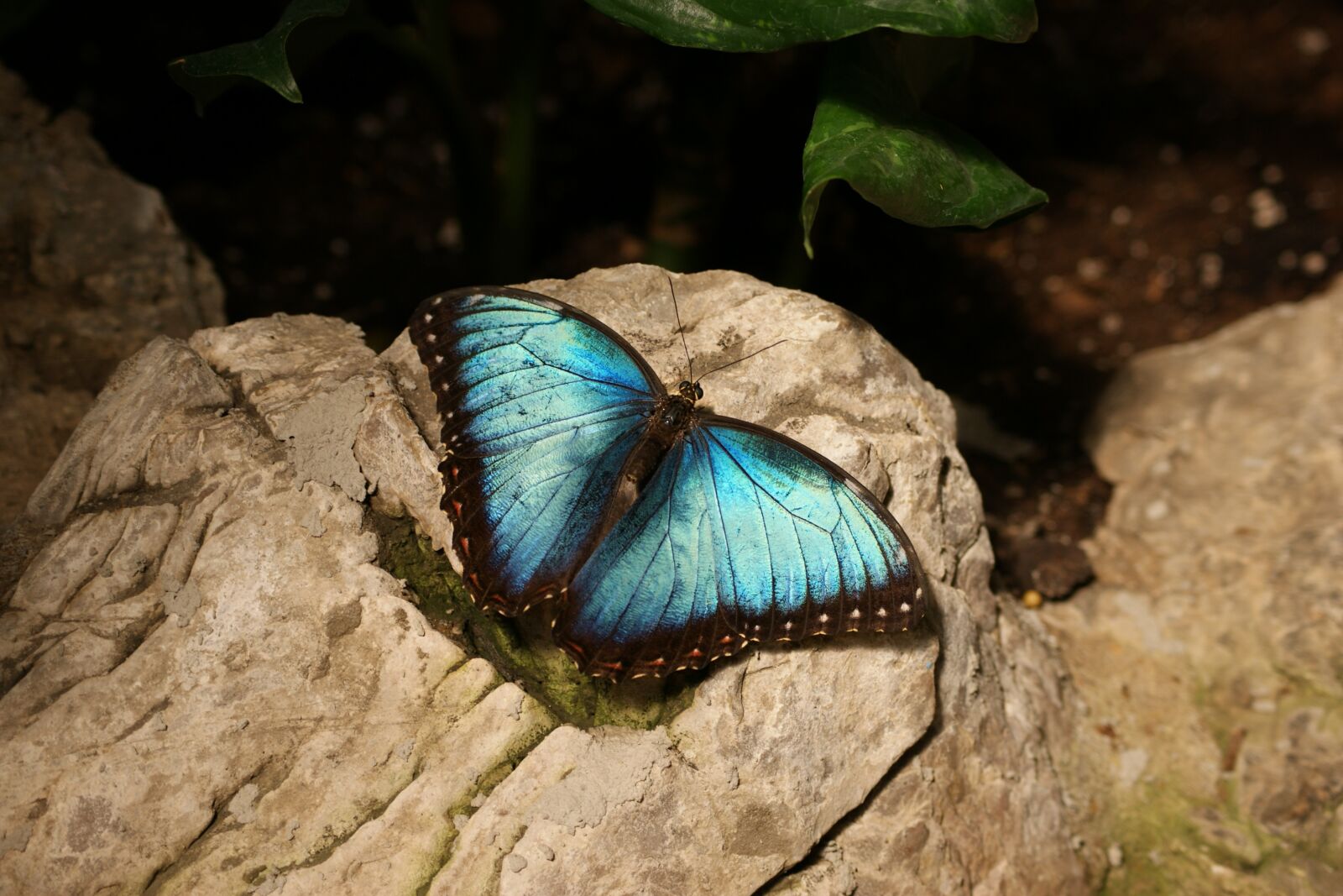Sony Alpha DSLR-A390 sample photo. Butterfly, blue, morpho photography