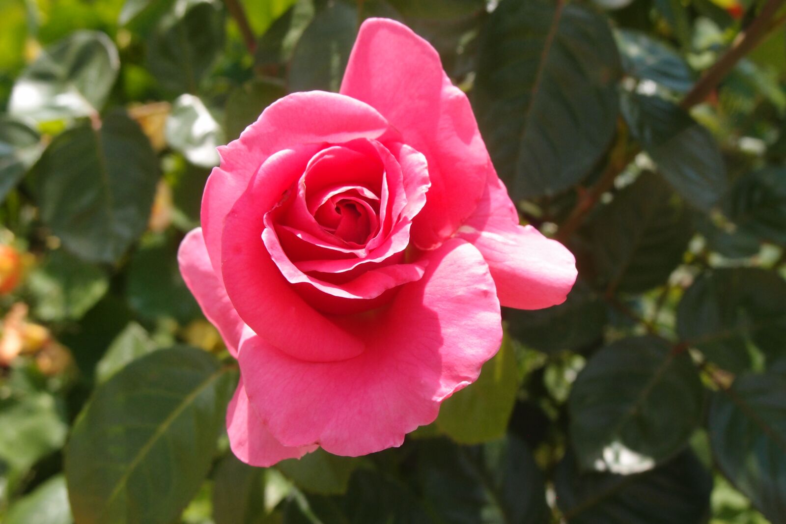 Olympus XZ-1 sample photo. Rose, garden, flower photography