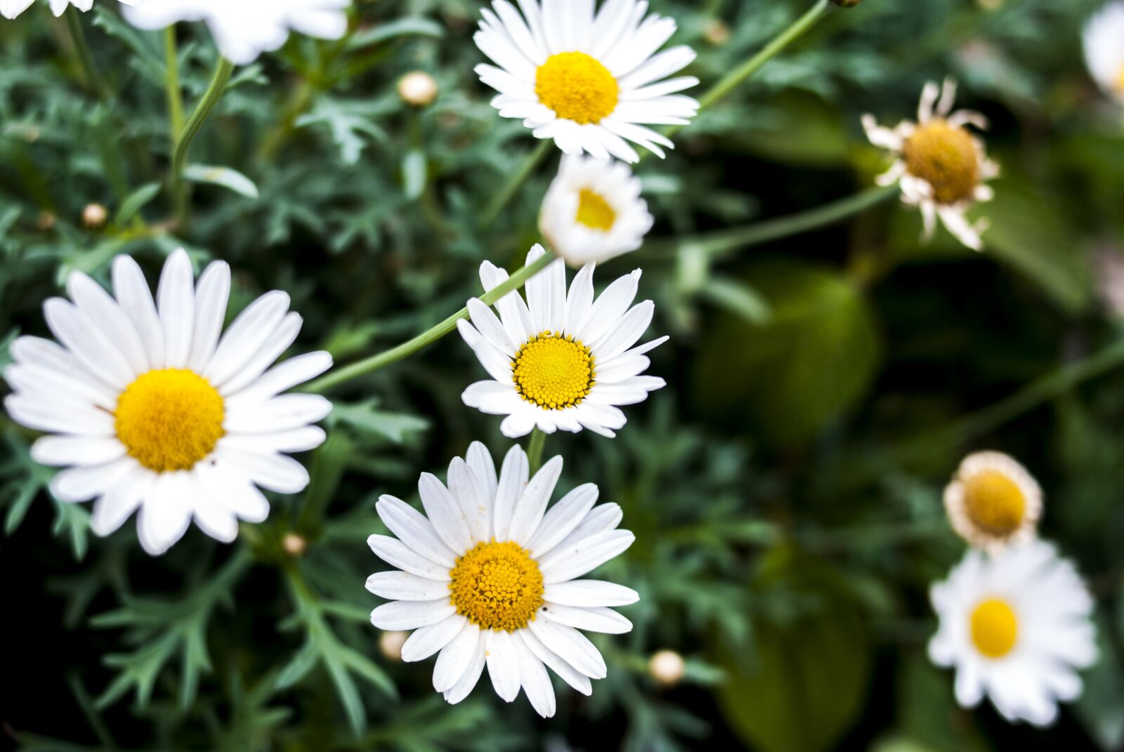 Nikon D60 sample photo. Nature, plant, flower photography