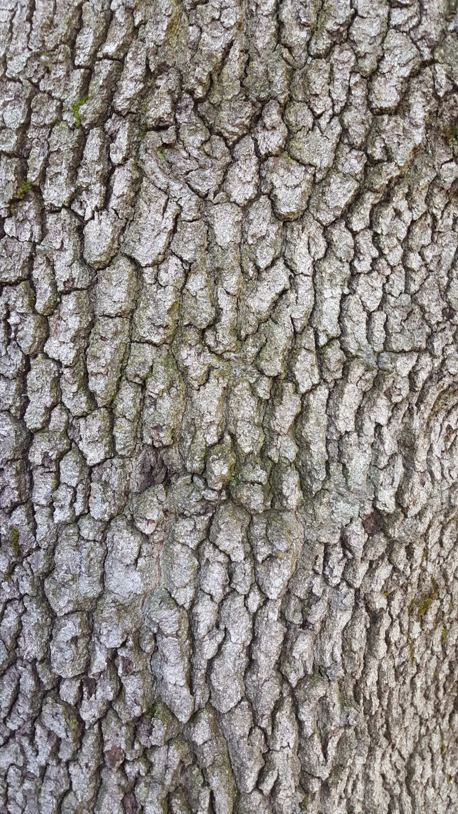 Samsung Galaxy S6 sample photo. Wood, bark, tree photography