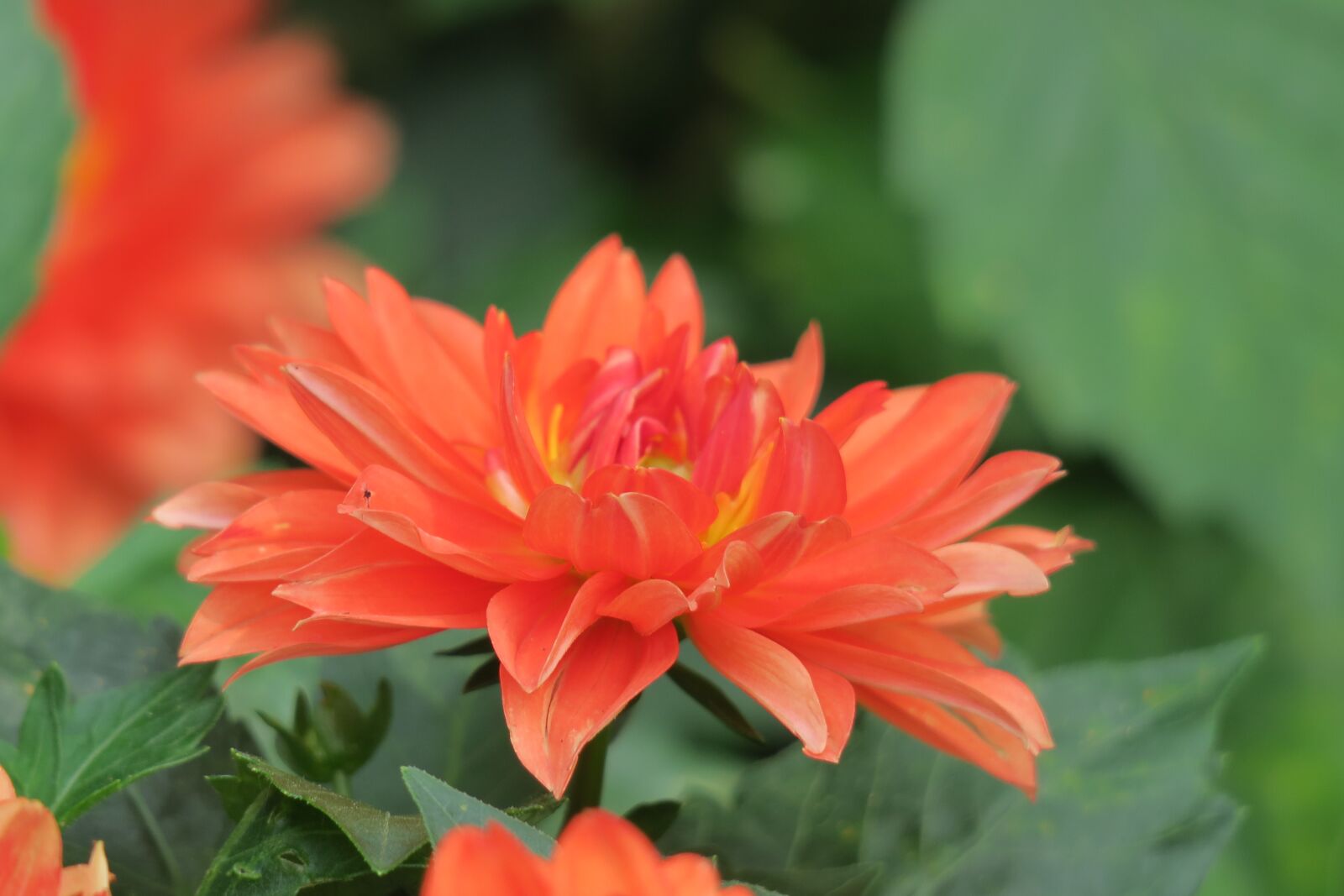 Canon PowerShot G3 X sample photo. Dahlia, nature, plant photography