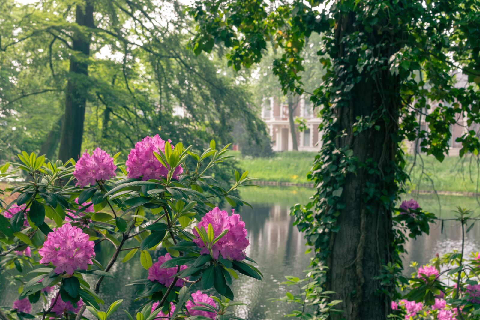 Nikon D7200 sample photo. City, park, flowers photography