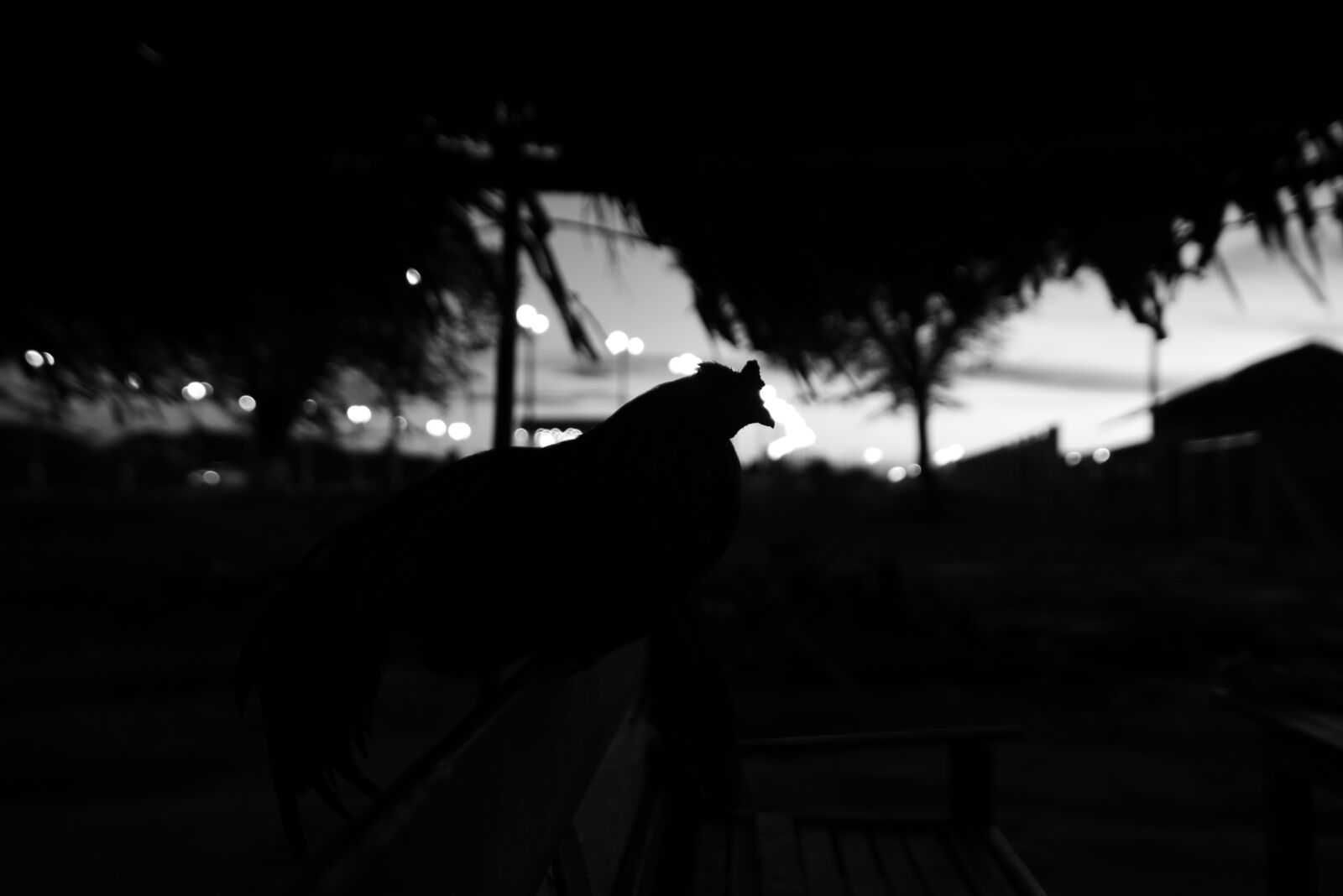Nikon D750 sample photo. Chicken, sunset, silhouette photography