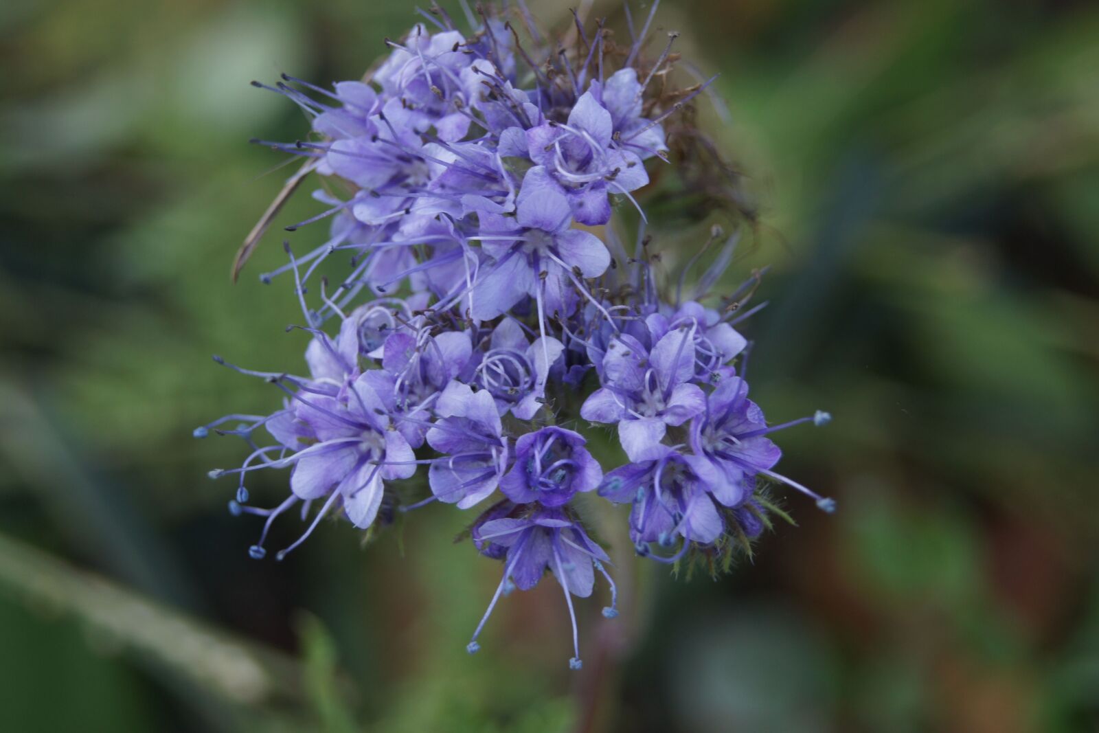 Sony Alpha DSLR-A500 sample photo. Bees, blue, purple photography