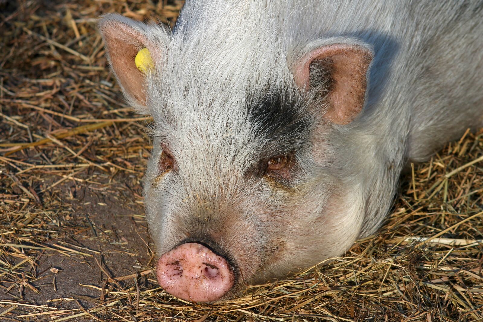 Canon EOS 1100D (EOS Rebel T3 / EOS Kiss X50) sample photo. Pig, proboscis, trunk disc photography