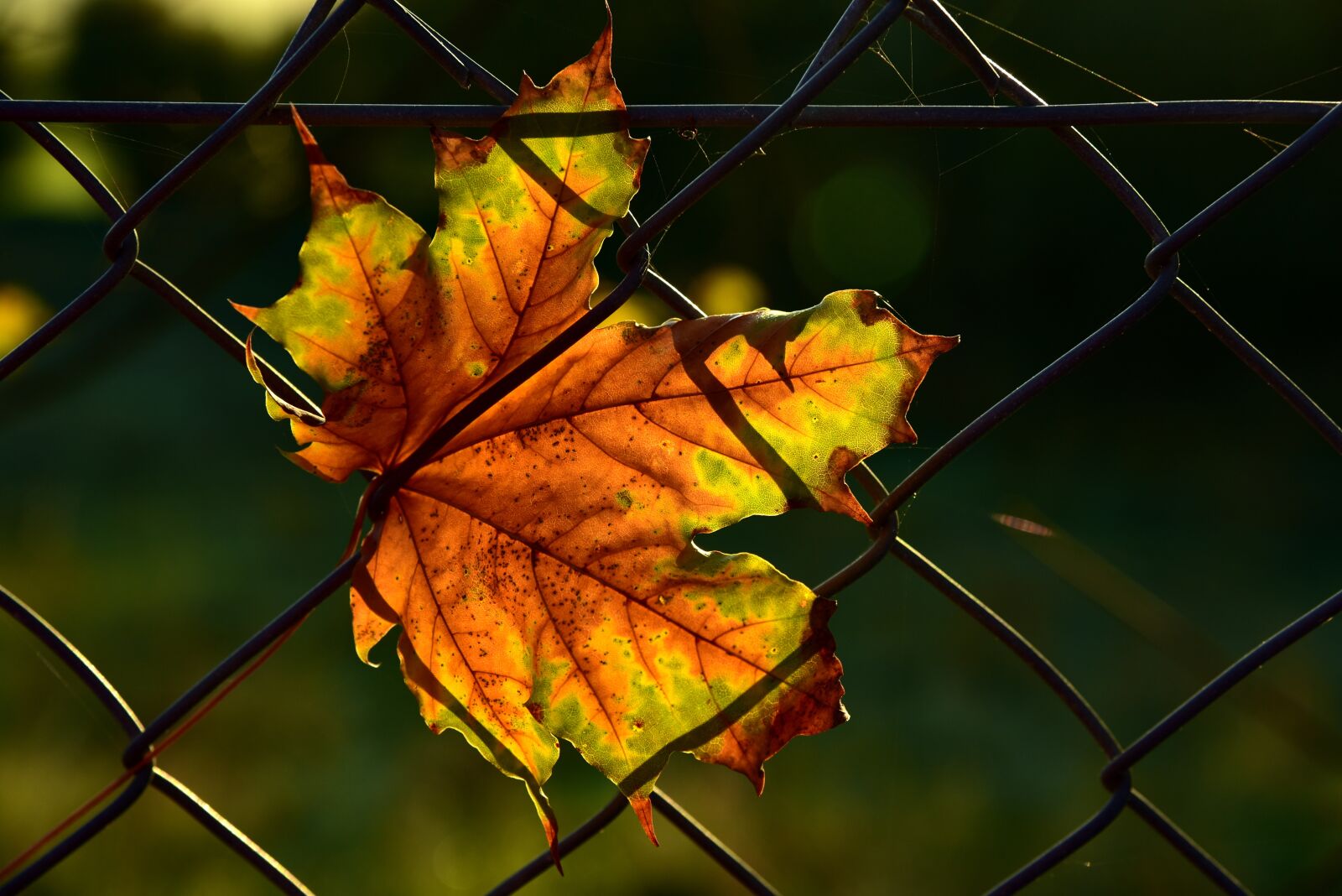 Nikon D750 sample photo. Leaf, autumn, fence photography