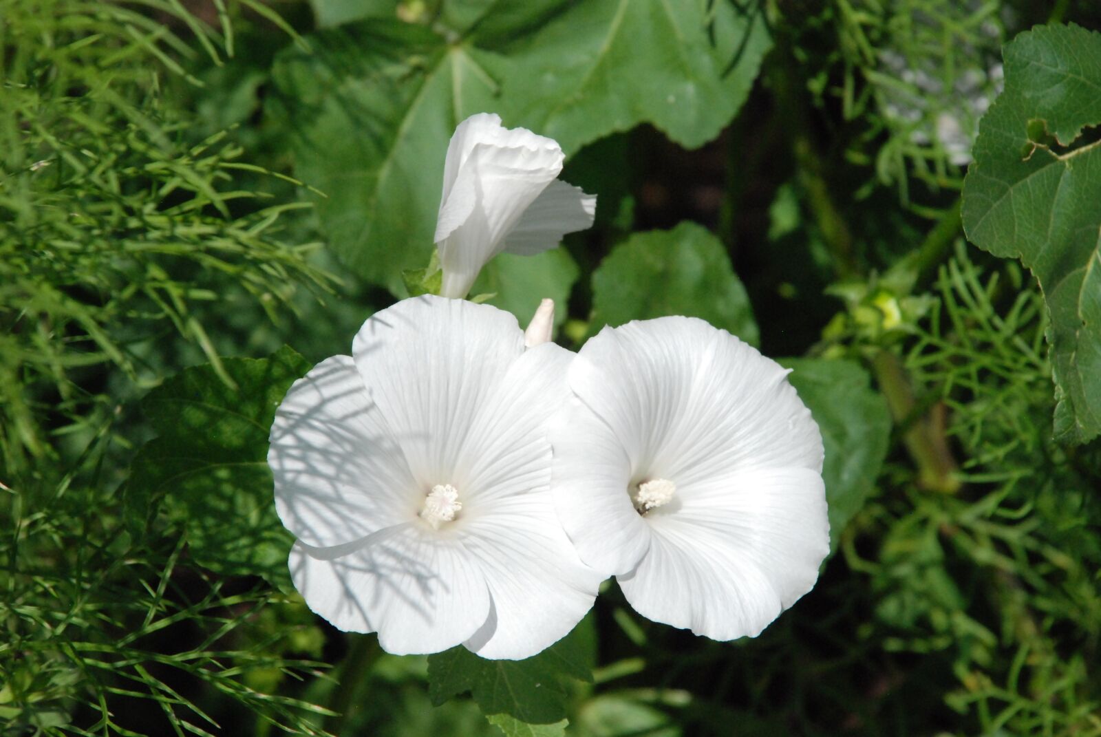 Nikon D80 sample photo. Petunia, white, blossom photography