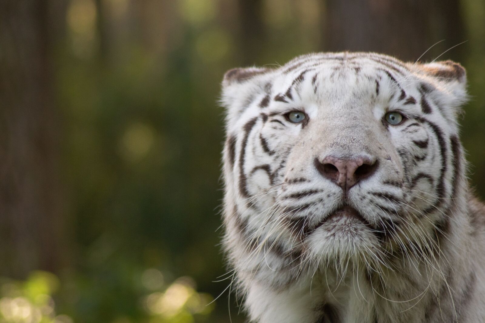 Sony ILCA-77M2 sample photo. Tiger, king tiger, cat photography