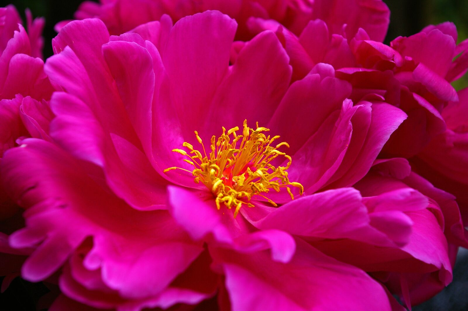 Pentax *ist DL2 sample photo. Peony, spring, blossom photography