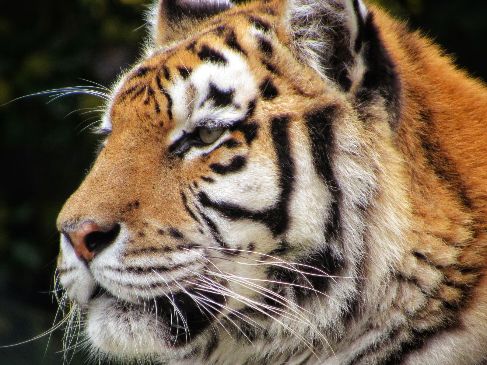 Canon PowerShot SX530 HS sample photo. Tiger, zoo, animal photography