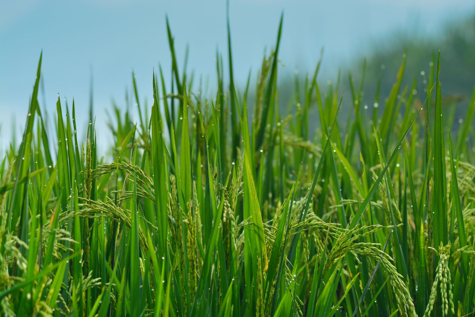 Nikon D5200 sample photo. Paddy, rice, indonesia photography