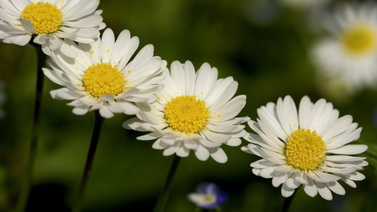 Nikon D7200 sample photo. Daisies, spring, nature photography