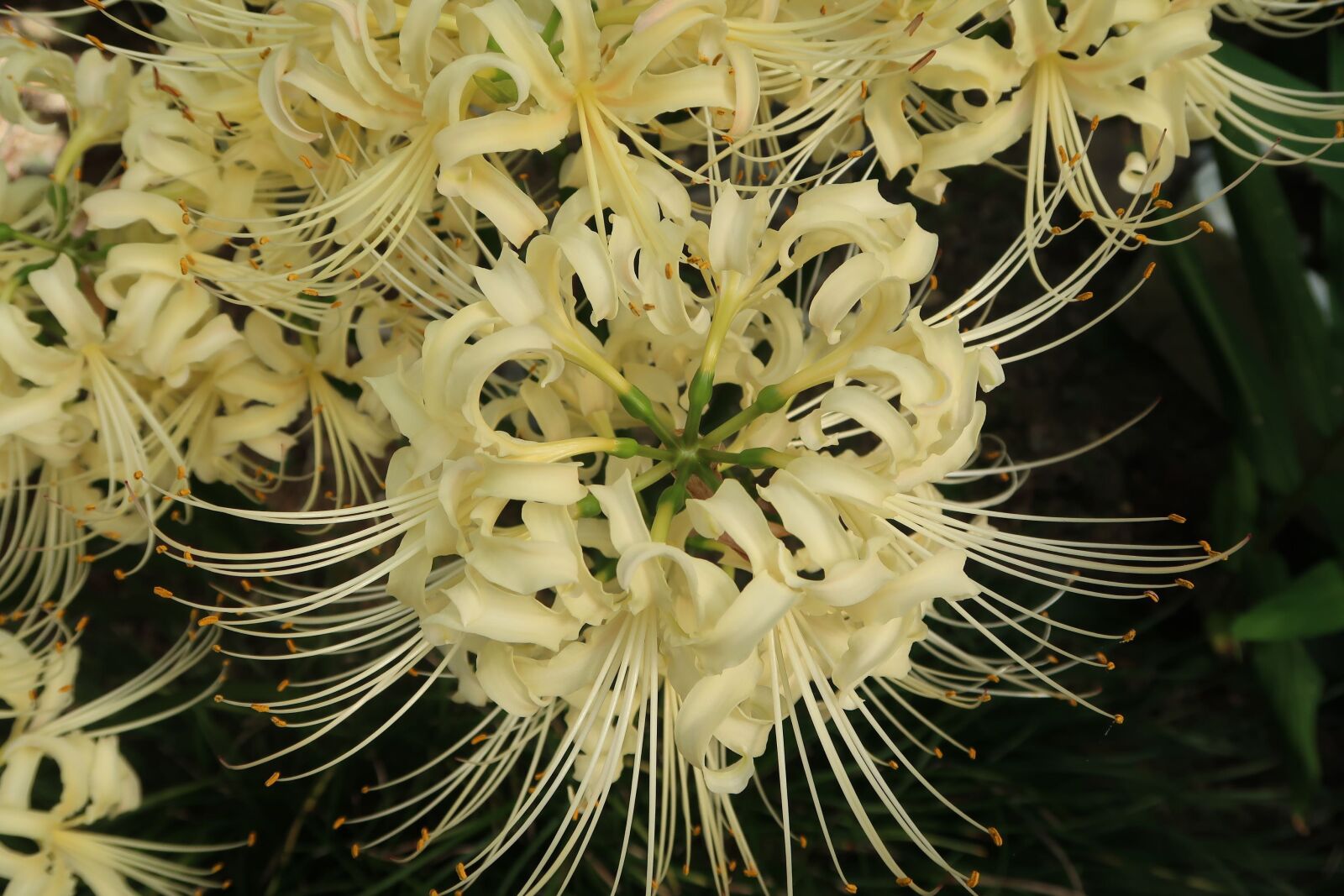 Canon PowerShot G7 X Mark II sample photo. Flowers, spider lily, amaryllidaceae photography