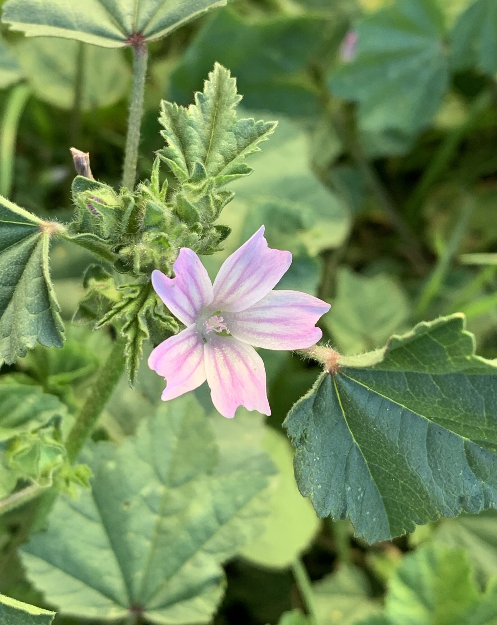 iPhone XS back dual camera 4.25mm f/1.8 sample photo. Cheeseweed, mallow, weed photography