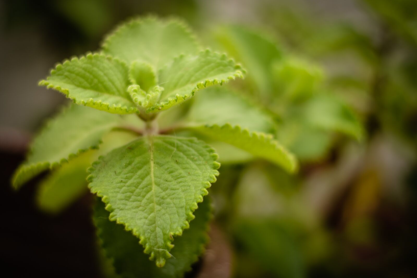 Nikon D5200 sample photo. Nature, natura, plant photography