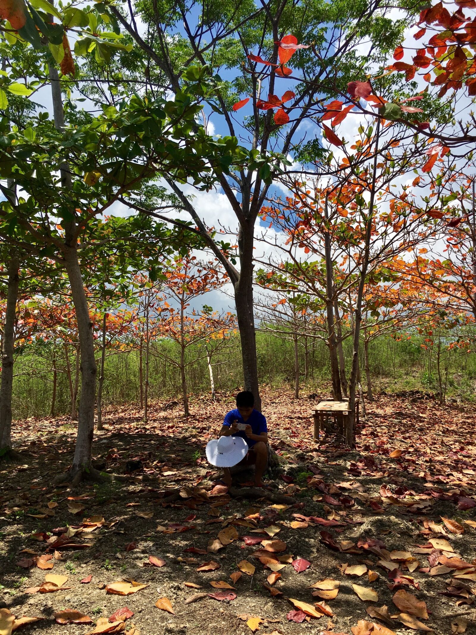 Apple iPhone 6s sample photo