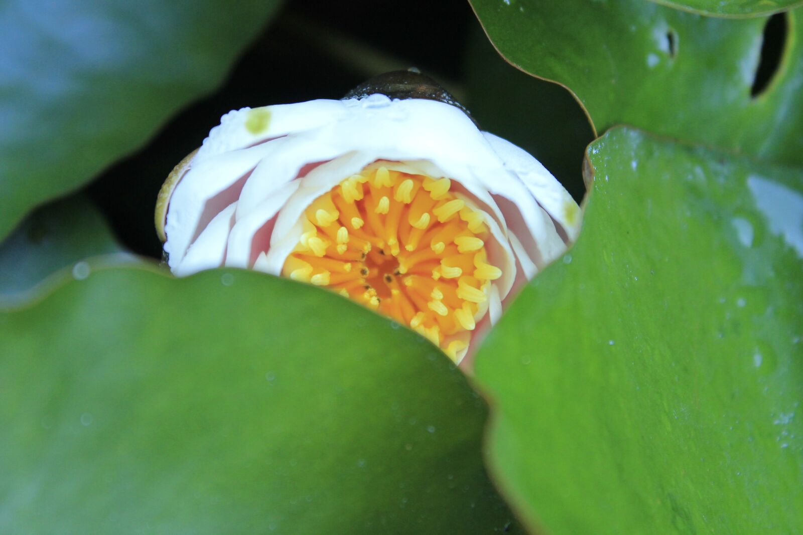 Canon EOS 1100D (EOS Rebel T3 / EOS Kiss X50) sample photo. Green, nature, vit ria photography