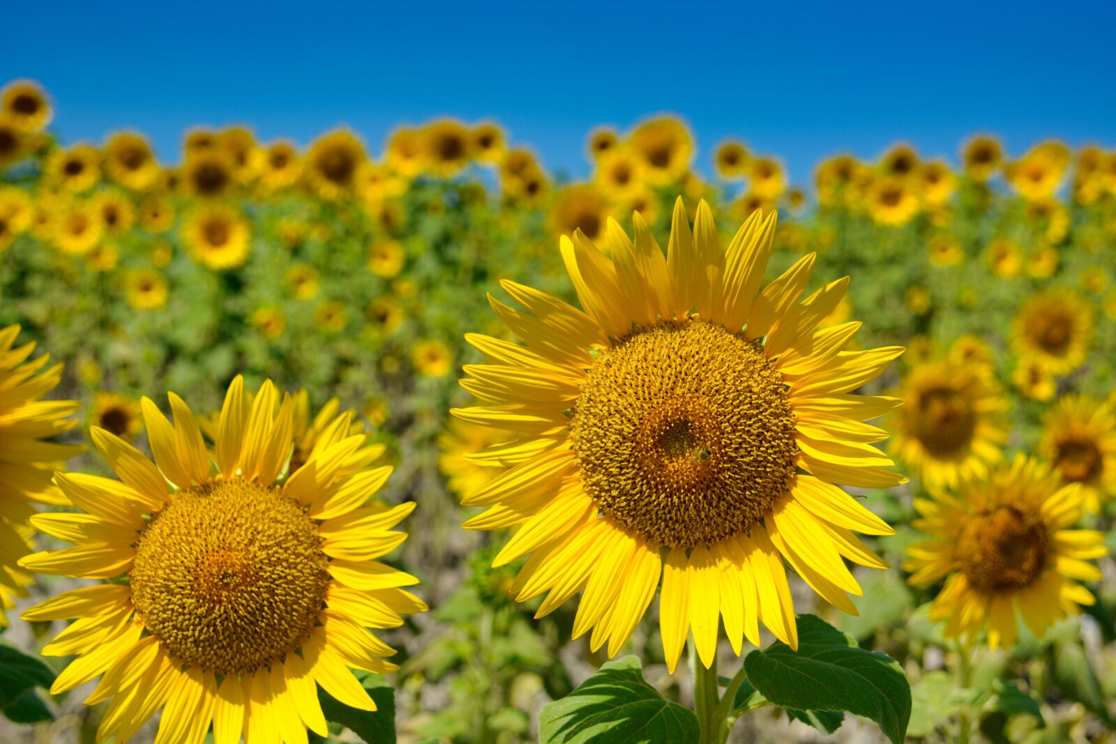 Nikon D7100 sample photo. Sunflower, zonnebloemveld, nature photography