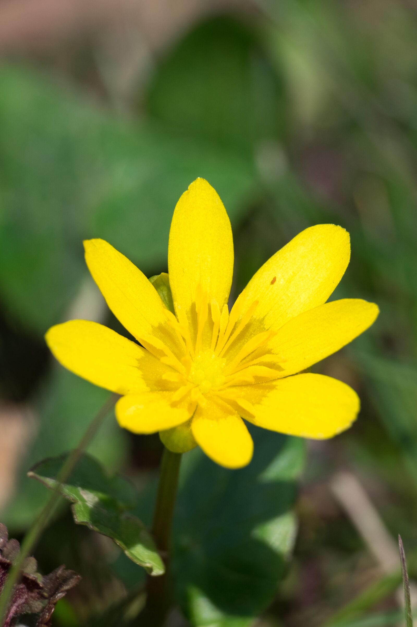 Fujifilm XF 55-200mm F3.5-4.8 R LM OIS sample photo. Ziarnopłon, spring, flower photography