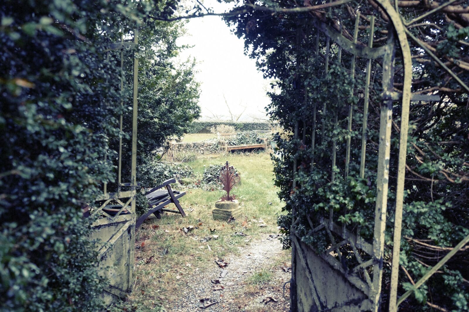 Fujifilm X-E2 sample photo. Backyard, garden, vines photography