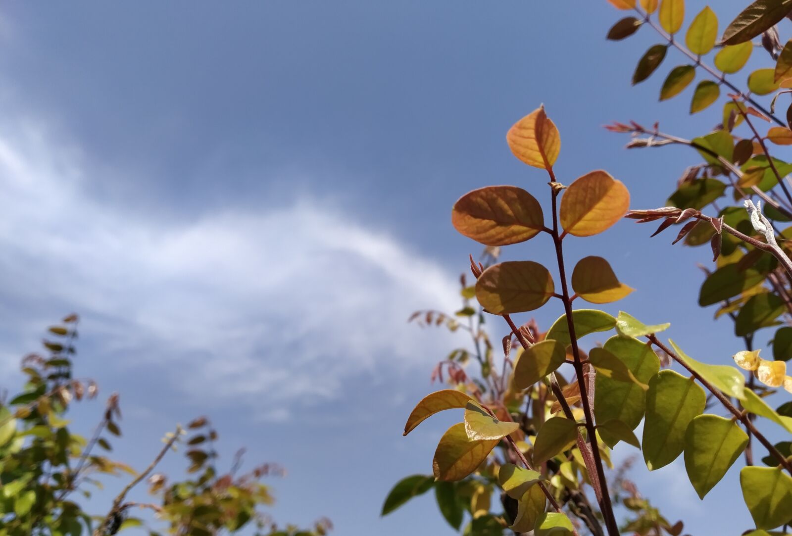 Xiaomi Redmi Note 7 sample photo. Clouds, plant, spring photography