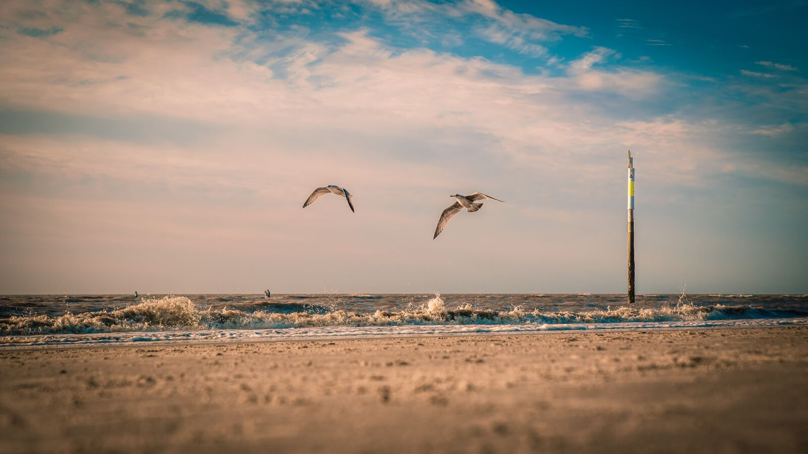 Nikon D750 sample photo. Seagull, beach, north sea photography