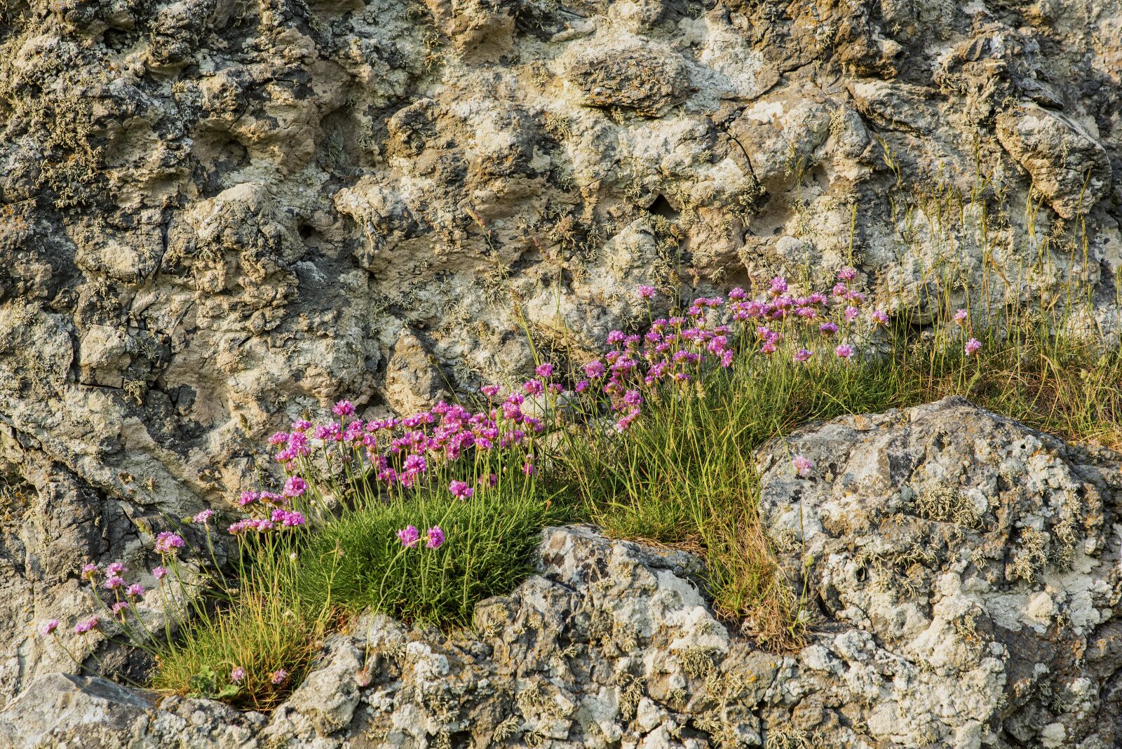 Nikon D810 sample photo. Rocks, flowers, thrift photography