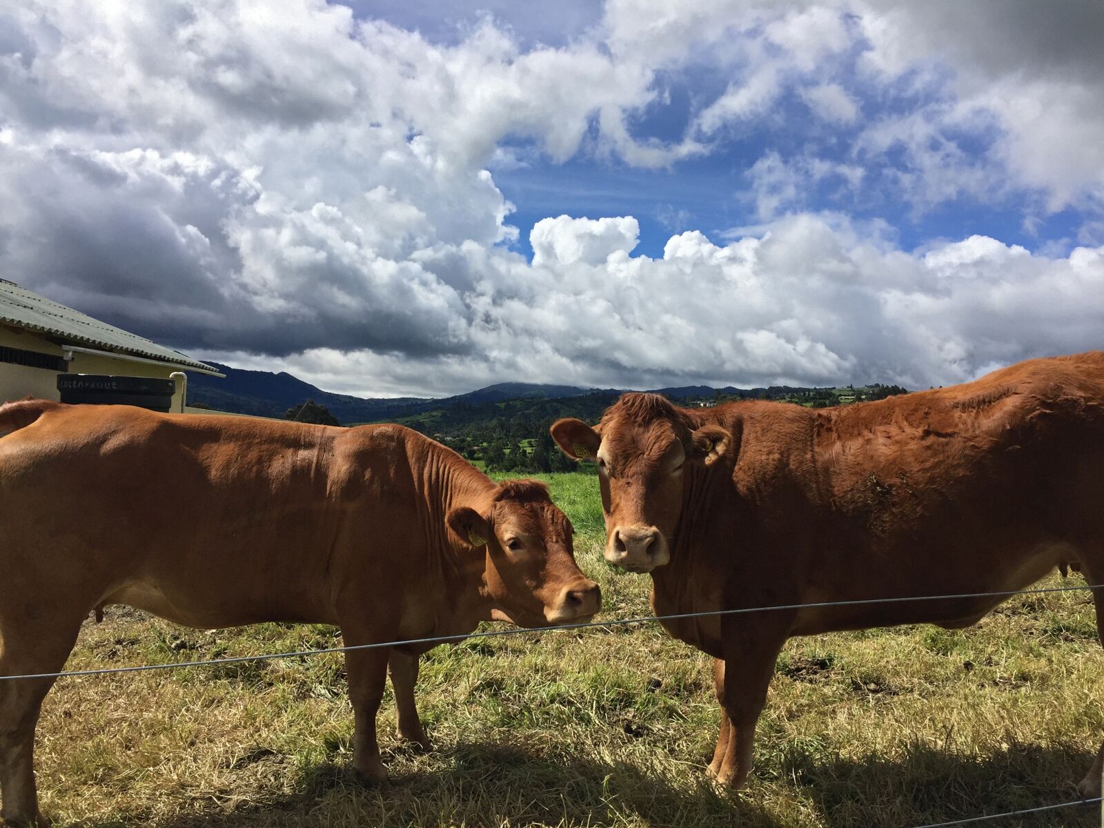 iPhone 6 Plus back camera 4.15mm f/2.2 sample photo. Cows, animals, prado photography