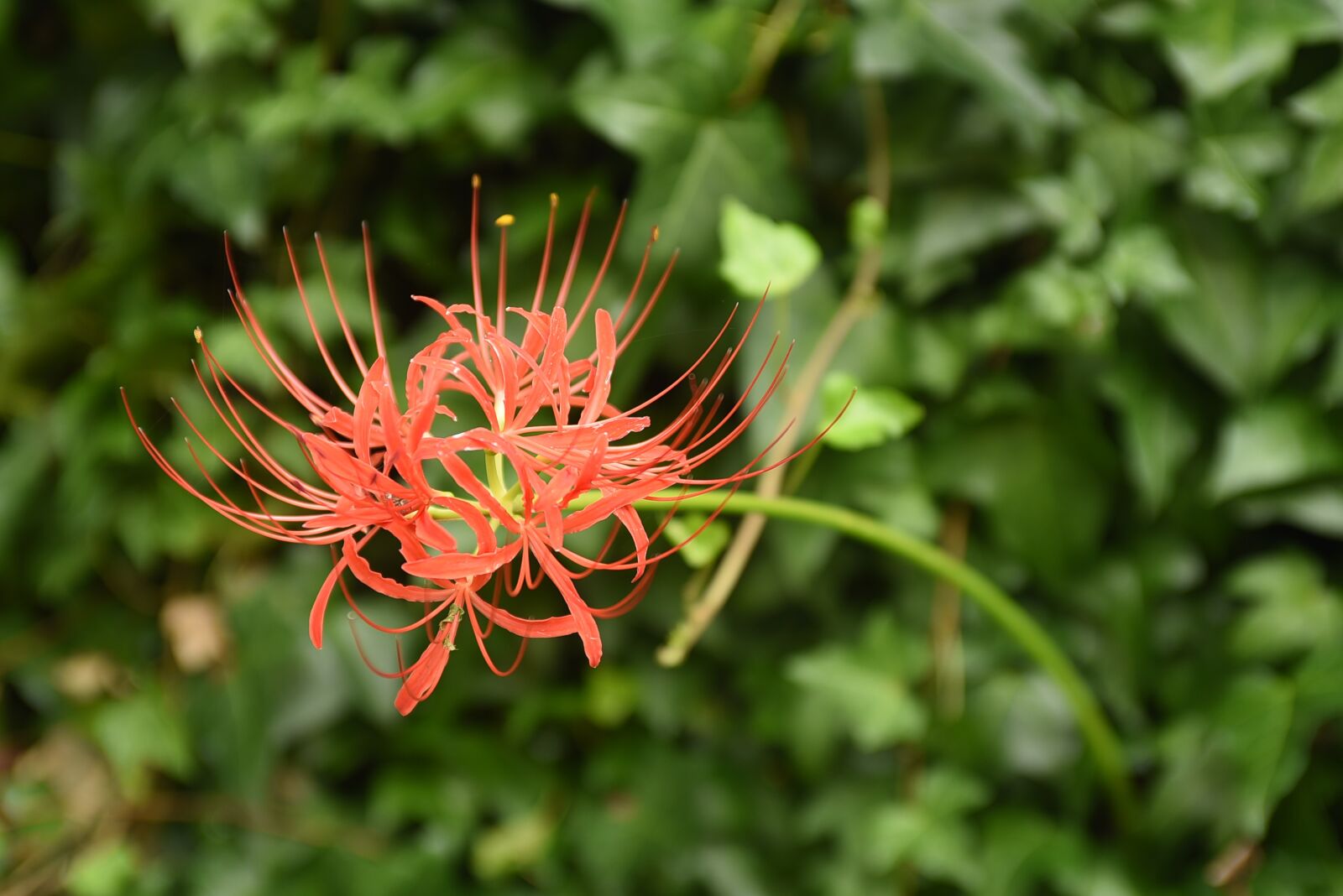 Nikon D750 sample photo. Flowers for, red flowers photography