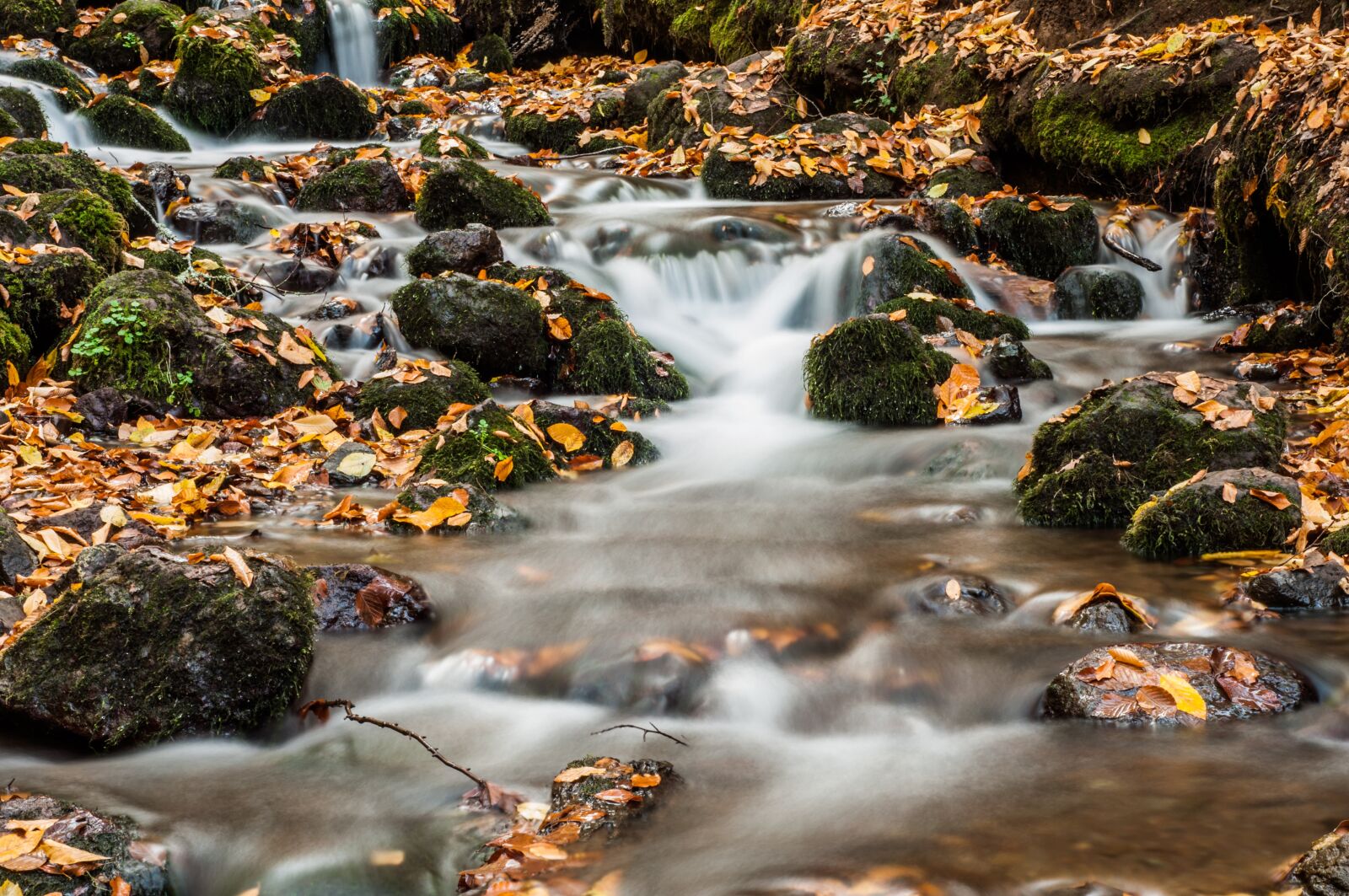 Nikon D90 sample photo. Forest, river, kennedy photography