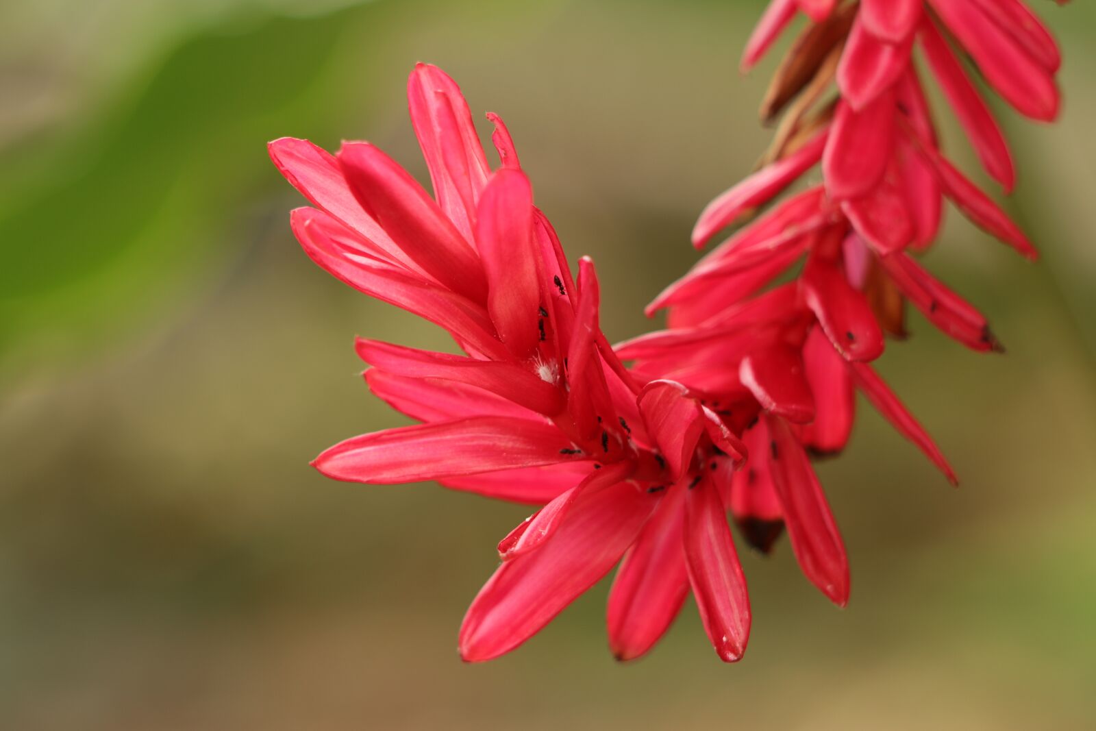 Canon EF 70-300 F4-5.6 IS II USM sample photo. Flower, red, tropical photography
