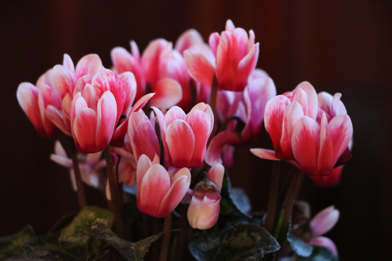 Canon EOS 750D (EOS Rebel T6i / EOS Kiss X8i) sample photo. Beautiful, flowers photography