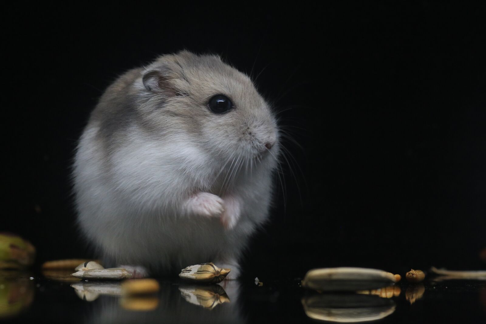 Canon EOS 70D sample photo. Hamster, pets, small animals photography